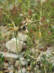 Yellow Garlic (Allium flavum)