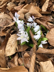 Scilla mischtschenkoana