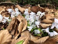 Scilla mischtschenkoana