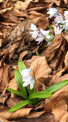 Scilla mischtschenkoana