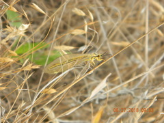 Myrmecaelurus trigrammus