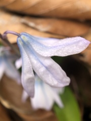 Scilla mischtschenkoana