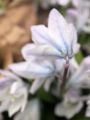 Scilla mischtschenkoana