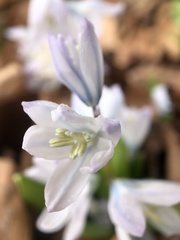 Scilla mischtschenkoana