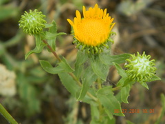 Grindelia squarrosa