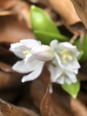 Scilla mischtschenkoana