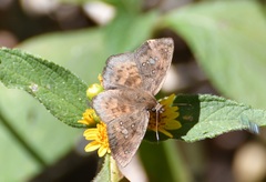 Polyctor enops