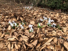 Scilla mischtschenkoana