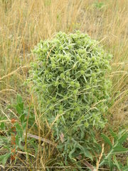 Eryngium campestre