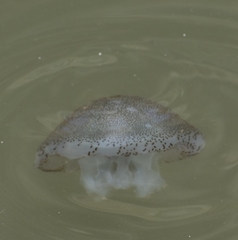 Acromitus flagellatus