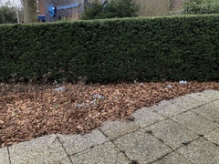 Scilla mischtschenkoana