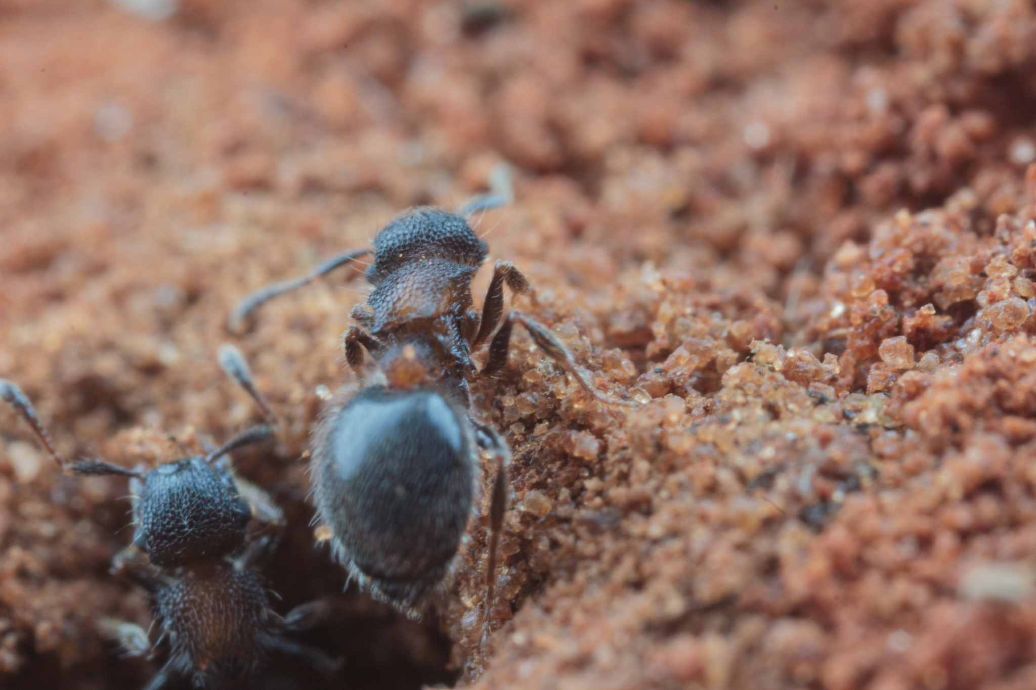 Meranoplus magrettii