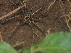Heteropoda tetrica