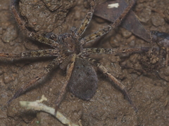 Heteropoda martinae