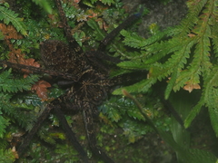 Heteropoda tetrica