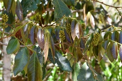 Inga chiapensis