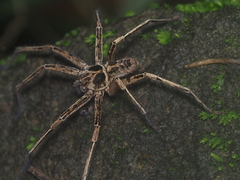 Heteropoda tetrica