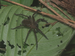 Heteropoda martinae