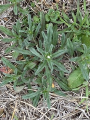 Buglossoides