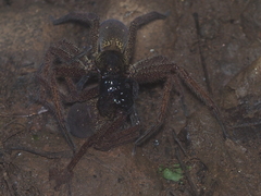 Heteropoda martinae