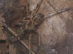 Heteropoda tetrica