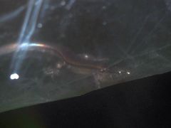 Tytthoscincus temmincki