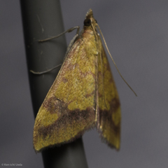 Pyrausta perrubralis