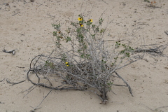 Encelia halimifolia