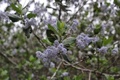 Ceanothus