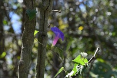 Ipomoea mitchelliae