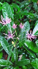 Pavonia multiflora