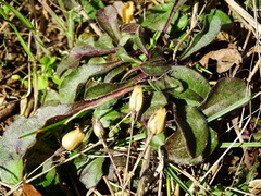 Silene nutans