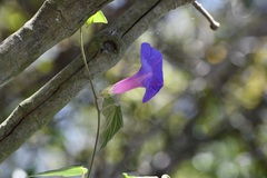 Ipomoea mitchelliae
