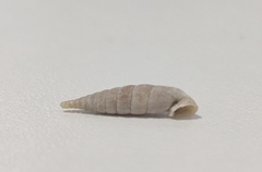 Alopiinae