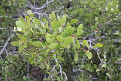 Maytenus phyllanthoides