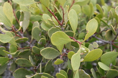 Maytenus phyllanthoides