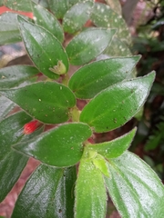 Nematanthus fissus