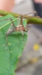 Anyphaenidae