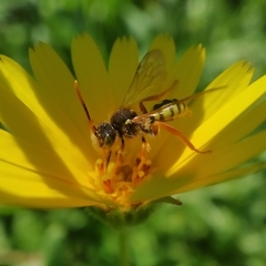 Nomada nobilis