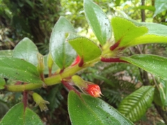 Nematanthus fissus