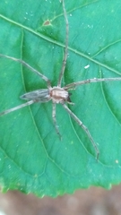 Anyphaenidae
