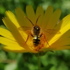 Nomada nobilis