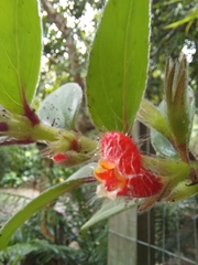 Nematanthus fissus
