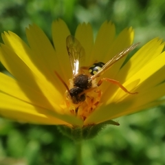 Nomada nobilis
