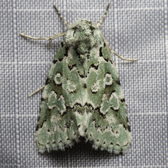 Bryolymnia viridata