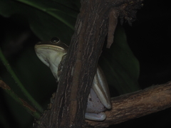 Polypedates leucomystax