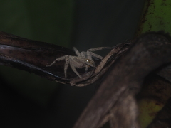 Heteropoda javana