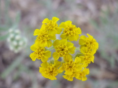 Achillea micrantha