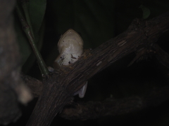 Polypedates leucomystax