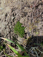 Paraphymatoceros pearsonii